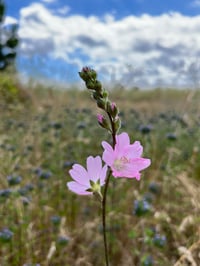 Image 4 of Meadow Checkermallow : Sidalcea campestris