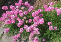 Image 1 of Sea pink : Armeria maritima