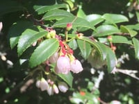 Image 2 of Evergreen Huckleberry : Vaccinium ovatum