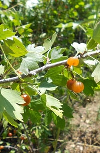 Image 2 of Golden Currant : Ribes aureum