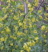 Image 3 of Golden Currant : Ribes aureum