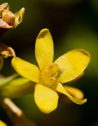 Image 5 of Golden Currant : Ribes aureum