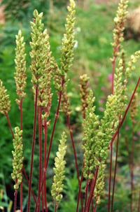 Green Flowered Alumroot : Heuchera chlorantha 