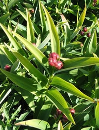 Image 1 of Starry False Solomon's Seal : Maianthemum stellatum