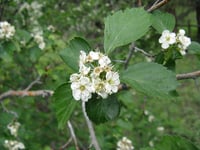 Image 3 of Black Hawthorn : Crataegus douglasii