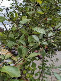 Image 2 of Black Hawthorn : Crataegus douglasii