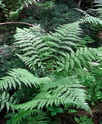 Image 1 of Lady Fern : Athyrium filix–femina