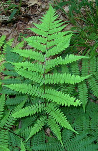 Image 2 of Lady Fern : Athyrium filix–femina