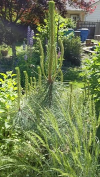 Image 1 of Ponderosa Pine : Pinus ponderosa