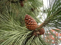 Image 2 of Ponderosa Pine : Pinus ponderosa