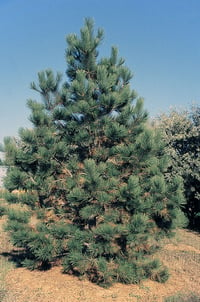 Image 3 of Ponderosa Pine : Pinus ponderosa