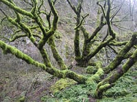 Image 8 of Bigleaf Maple : Acer macrophyllum