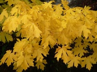 Image 7 of Bigleaf Maple : Acer macrophyllum