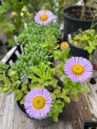 Image 1 of Beach Daisy: Erigeron glaucus