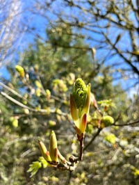 Image 4 of Bigleaf Maple : Acer macrophyllum