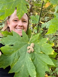 Image 6 of Bigleaf Maple : Acer macrophyllum