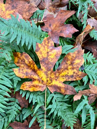 Image 2 of Bigleaf Maple : Acer macrophyllum