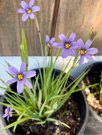 Image 1 of Blue-Eyed Grass : Sisyrinchium idahoense