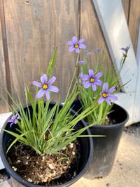 Image 3 of Blue-Eyed Grass : Sisyrinchium idahoense