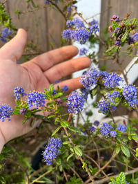 Image 1 of Blue Blossom : Ceanothus thyrsiflorus