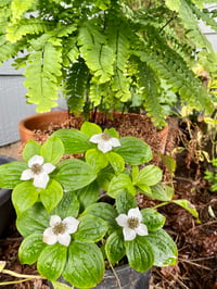 Image 3 of Bunchberry : Cornus canadensis