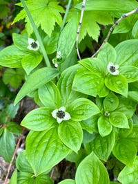 Image 1 of Bunchberry : Cornus canadensis