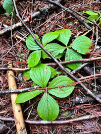 Image 4 of Bunchberry : Cornus canadensis