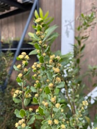 Image 6 of Coyote Bush : Baccharis pilularis