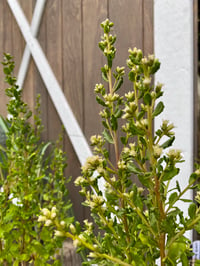 Image 1 of Coyote Bush : Baccharis pilularis