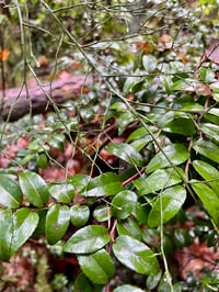 Image 4 of Evergreen Huckleberry : Vaccinium ovatum