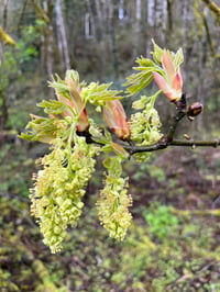 Image 5 of Bigleaf Maple : Acer macrophyllum