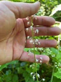 Image 1 of Foamflower : Tiarella trifoliata