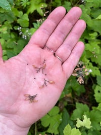 Image 4 of Foamflower : Tiarella trifoliata