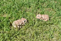 Image 1 of Guinea Pigs