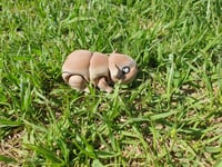 Image 2 of Guinea Pigs