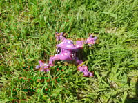 Image 8 of Mushroom Frogs