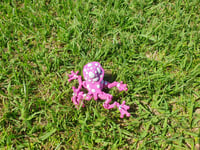 Image 9 of Mushroom Frogs