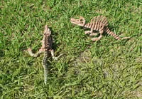 Image 1 of Medium Skeleton Spinosaurs