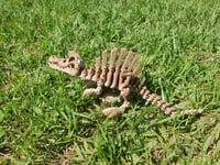Image 2 of Medium Skeleton Spinosaurs
