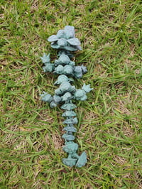 Image 3 of Baby Mushroom Dragons