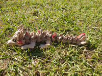 Image 1 of Baby Woodland Dragons