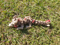 Image 2 of Baby Woodland Dragons
