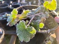 Image 4 of Fringecup : Tellima grandiflora