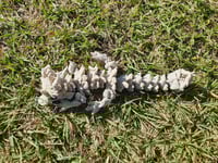 Image 2 of Baby Autumn Brown Dragons