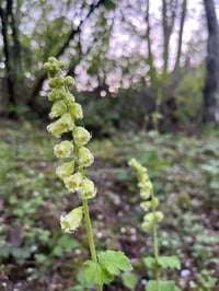 Image 5 of Fringecup : Tellima grandiflora