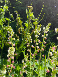 Image 3 of Fringecup : Tellima grandiflora