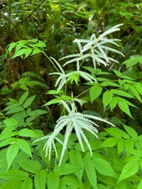 Image 4 of Goatsbeard: Aruncus dioicus