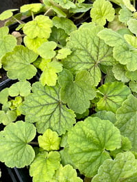 Image 2 of Fringecup : Tellima grandiflora