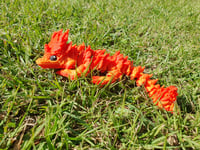 Image 1 of Baby Orange/Red Autumn Dragons