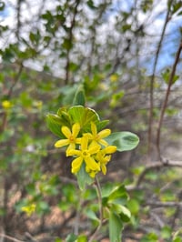 Image 1 of Golden Currant : Ribes aureum